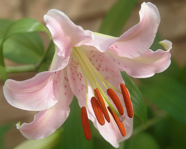 Stargazer Lily