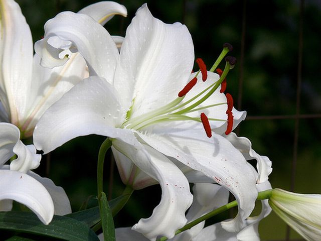 Stargazer Lily