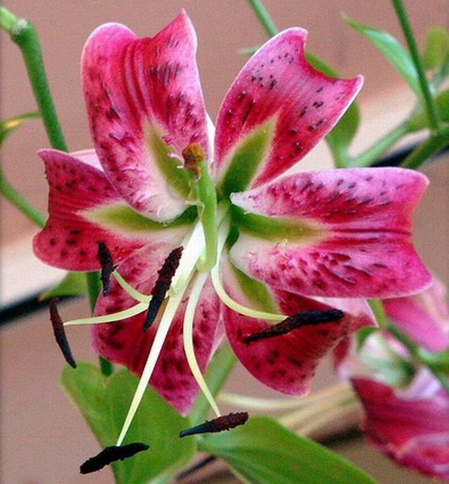 Stargazer Lily