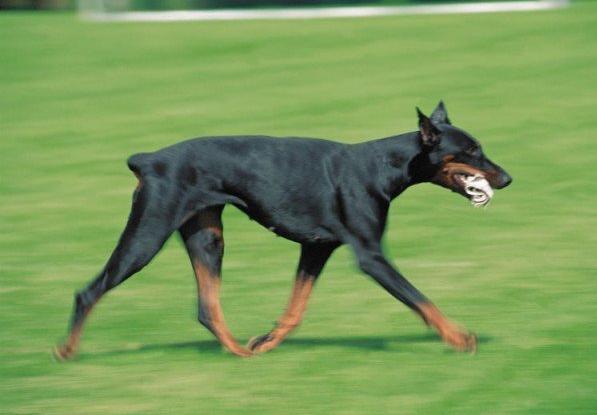 12. Doberman