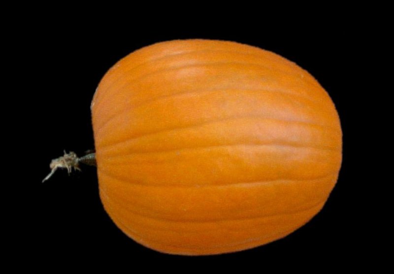 Pumpkin