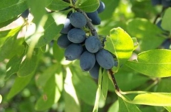 ผลบลูเบอร์รี่...Blueberries