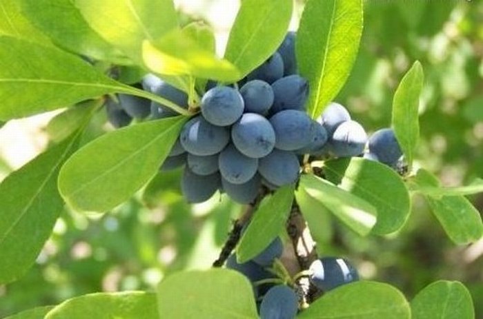 ผลบลูเบอร์รี่...Blueberries