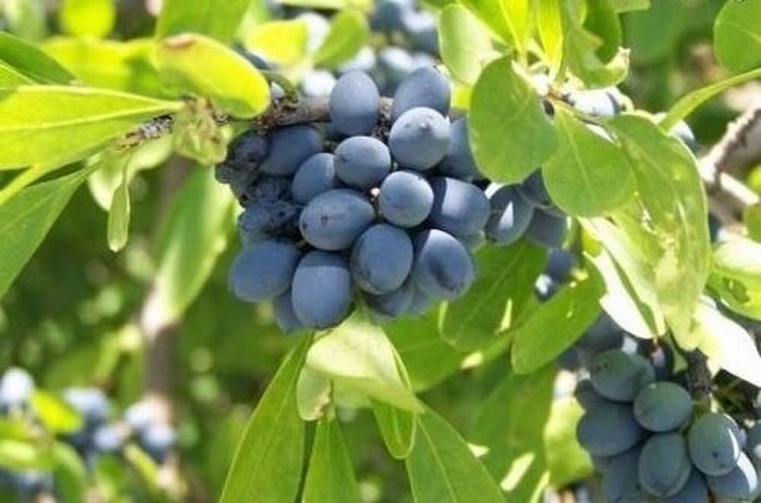 ผลบลูเบอร์รี่...Blueberries