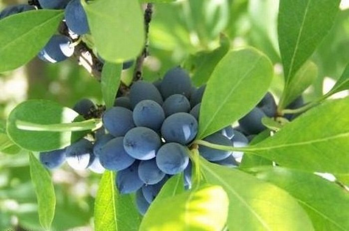 ผลบลูเบอร์รี่...Blueberries