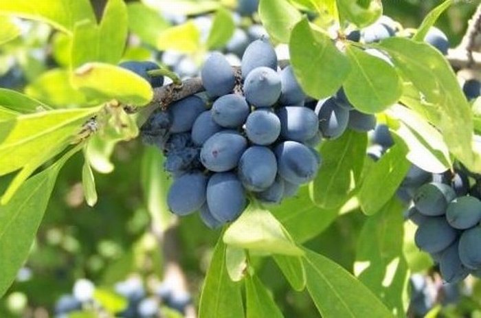 ผลบลูเบอร์รี่...Blueberries