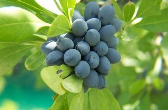 ผลบลูเบอร์รี่...Blueberries