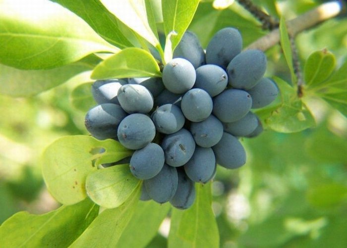 ผลบลูเบอร์รี่...Blueberries