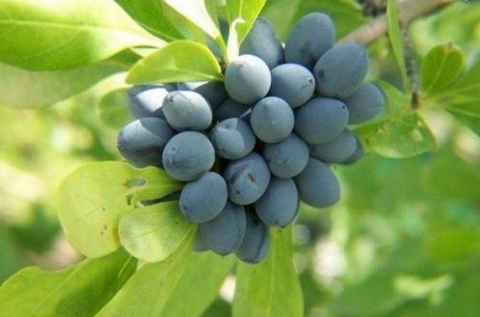 ผลบลูเบอร์รี่...Blueberries