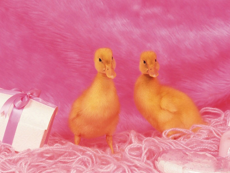 Lovely  chick and duckling •:*´¨`*:• <(￣︶￣)/ 2