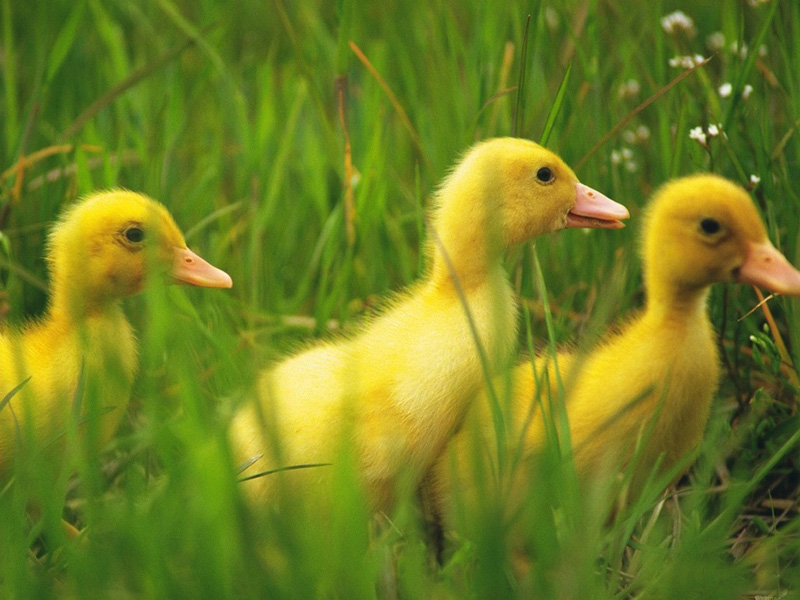 Lovely  chick and duckling •:*´¨`*:• <(￣︶￣)/ 2