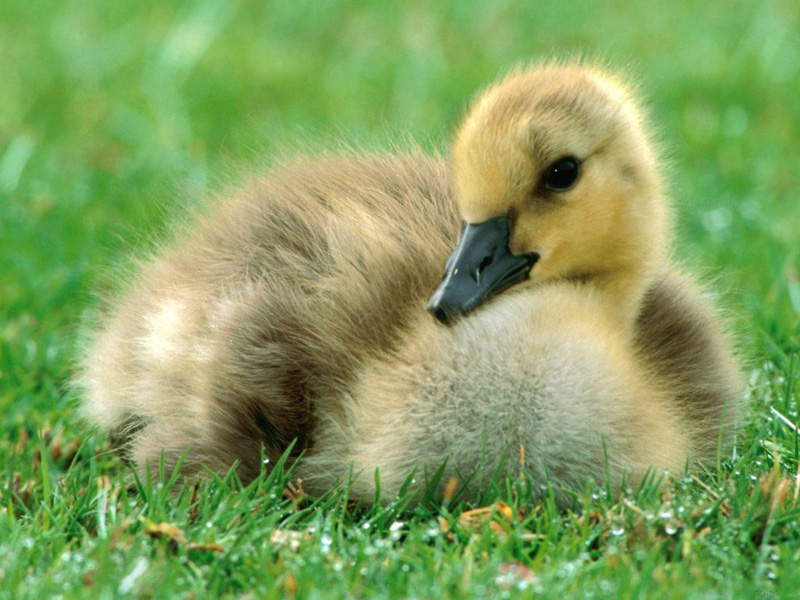 Lovely  chick and duckling •:*´¨`*:• <(￣︶￣)/ 2