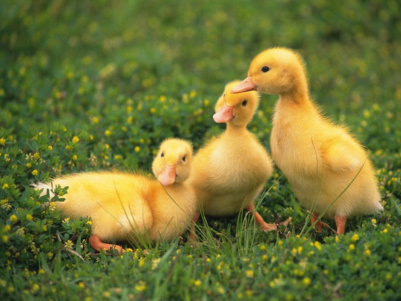 Lovely  chick and duckling •:*´¨`*:• <(￣︶￣)/ 2