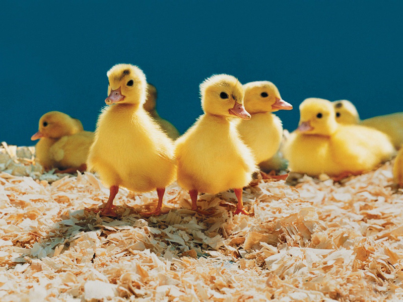 Lovely  chick and duckling •:*´¨`*:• <(￣︶￣)/ 2