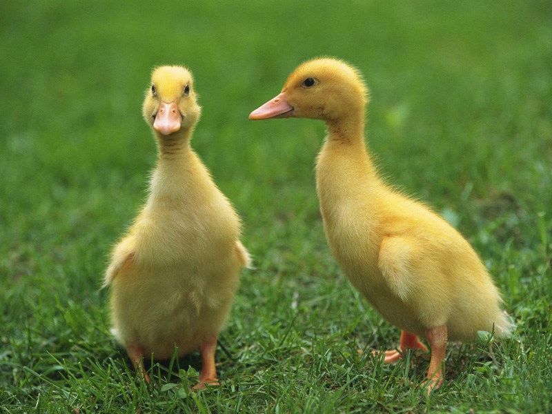 Lovely  chick and duckling •:*´¨`*:• <(￣︶￣)/ 2