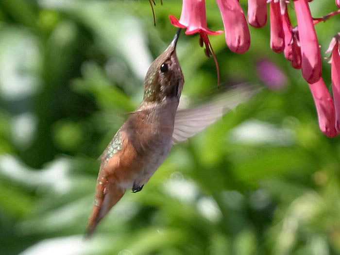 Hummingbird ‧:﹎｡‧::‧ (^∇^) 2 