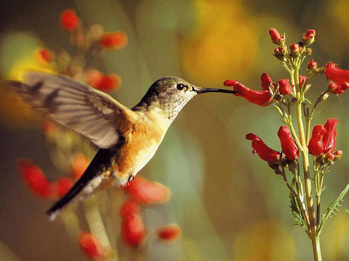 Hummingbird ‧:﹎｡‧::‧ (^∇^) 2 