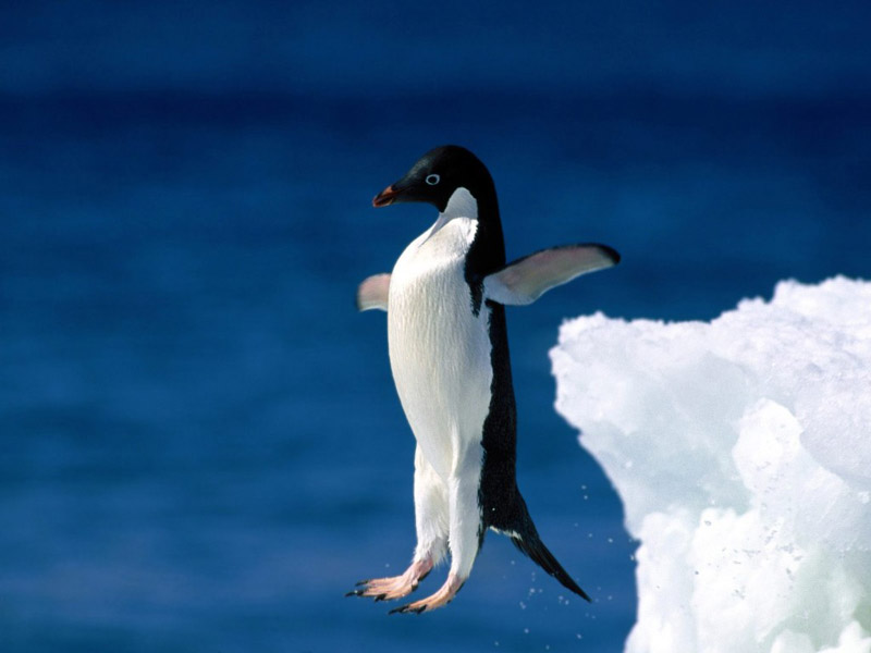 ••penguin••°•.°(o^.^o) 4