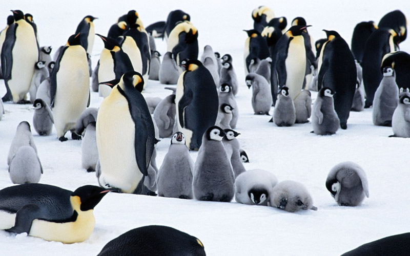 ••penguin••°•.°(o^.^o) 4