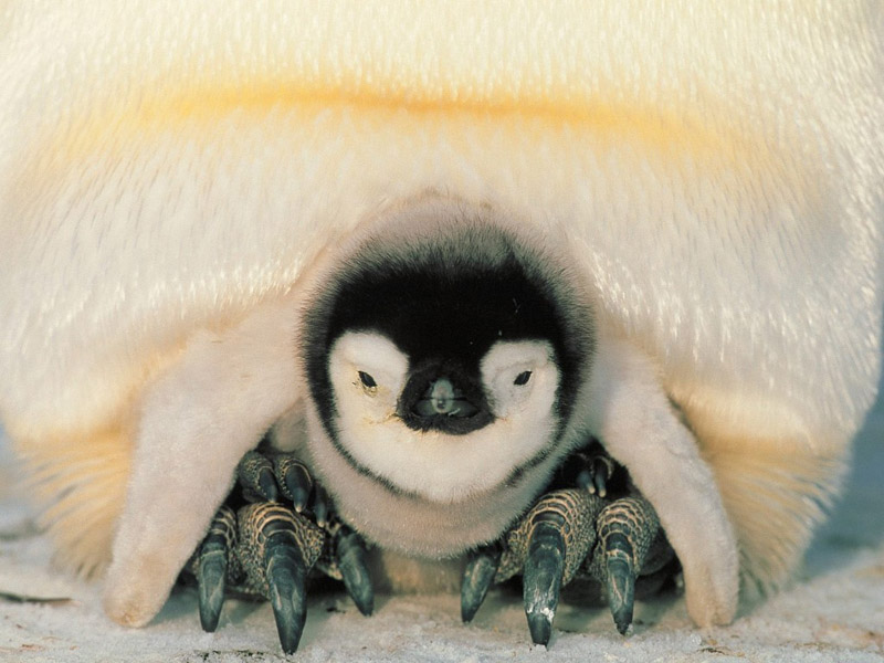 ••penguin••°•.°(o^.^o) 4