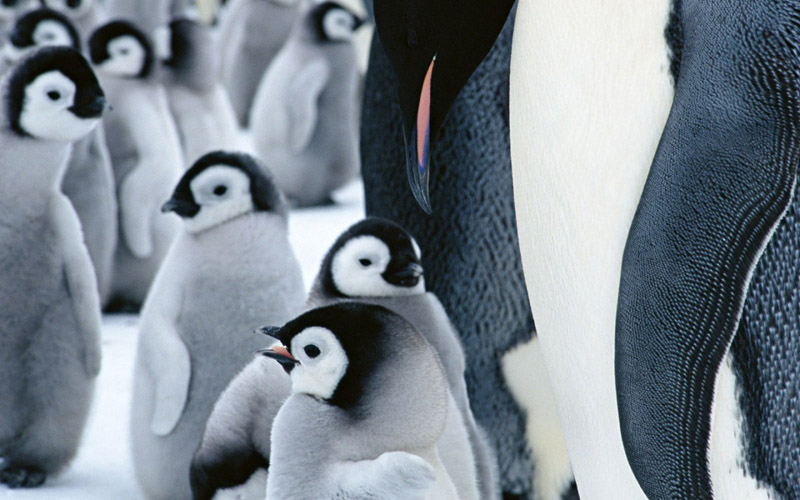 ••penguin••°•.°(o^.^o) 4