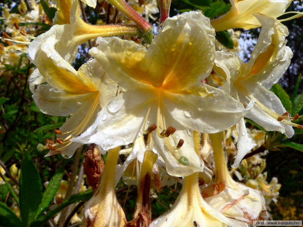 กุหลาบพันปี (Rhododendron) •°•.° ღღღ 2 ฉบับแก้ไขค่ะ