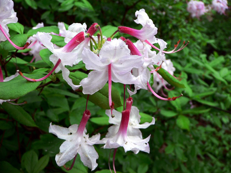 กุหลาบพันปี (Rhododendron) •°•.° ღღღ 2 ฉบับแก้ไขค่ะ