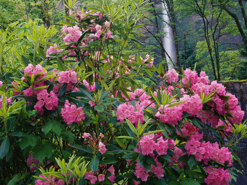 กุหลาบพันปี (Rhododendron) •°•.° ღღღ 2 ฉบับแก้ไขค่ะ