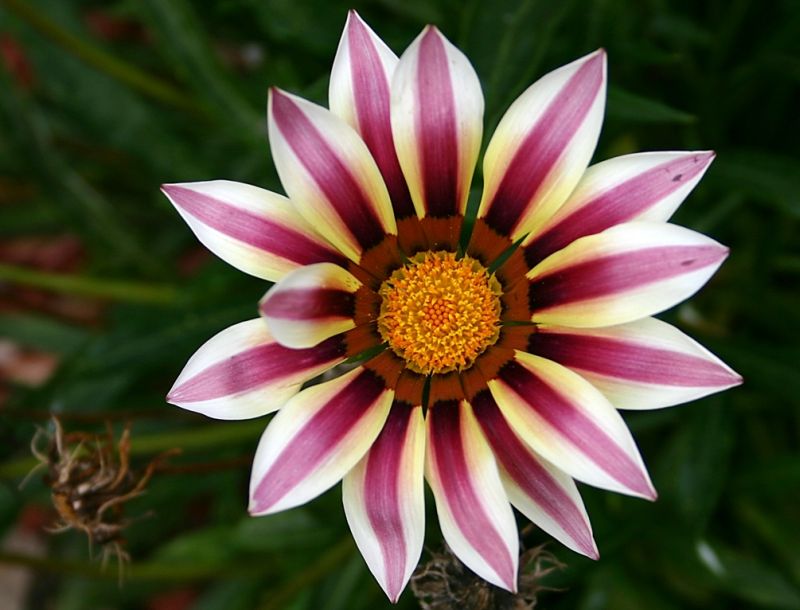 ดอก Gazania สีสดใส