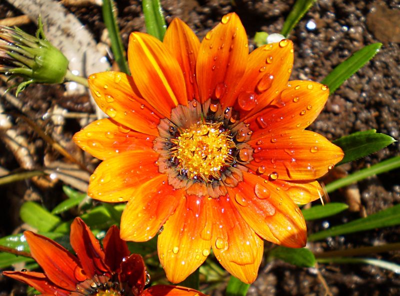 ดอก Gazania สีสดใส