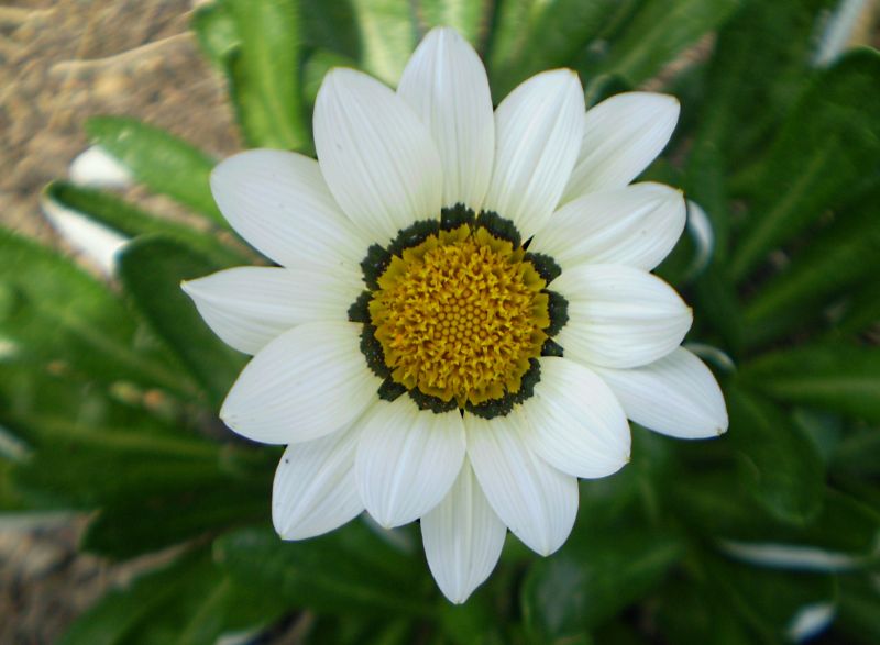 ดอก Gazania สีสดใส