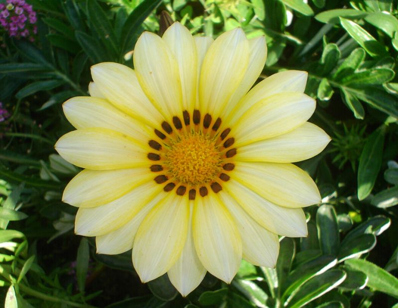 ดอก Gazania สีสดใส