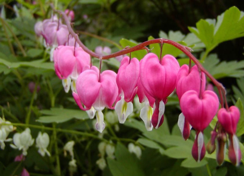 ดอกไม้กับหัวใจสีชมพู (Pink Bleeding heart)