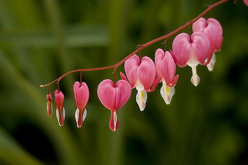 ดอกไม้กับหัวใจสีชมพู (Pink Bleeding heart)