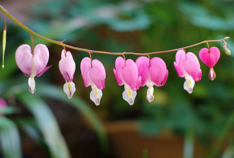 ดอกไม้กับหัวใจสีชมพู (Pink Bleeding heart)