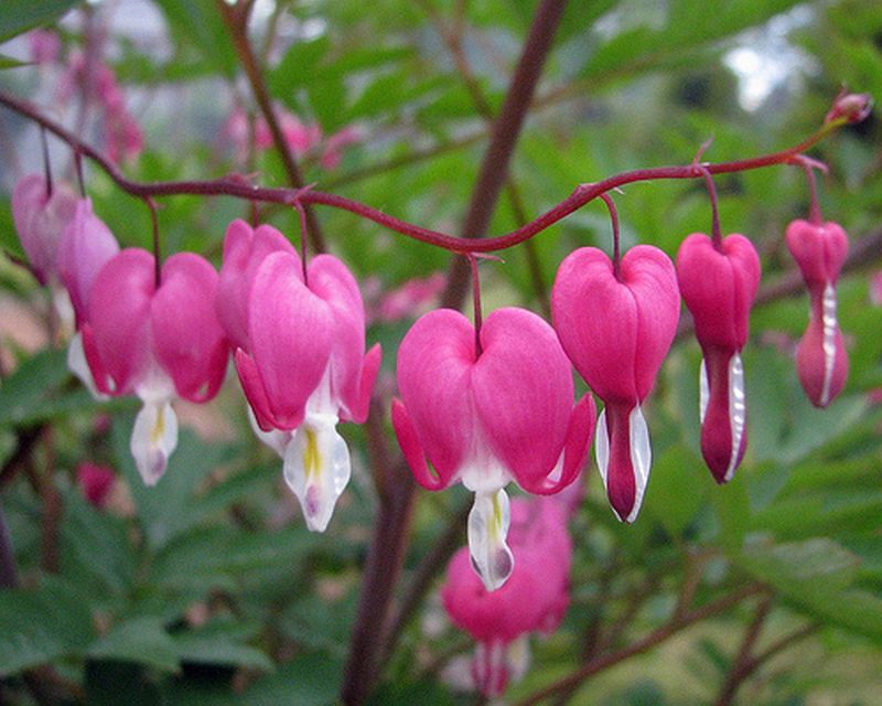 ดอกไม้กับหัวใจสีชมพู (Pink Bleeding heart)