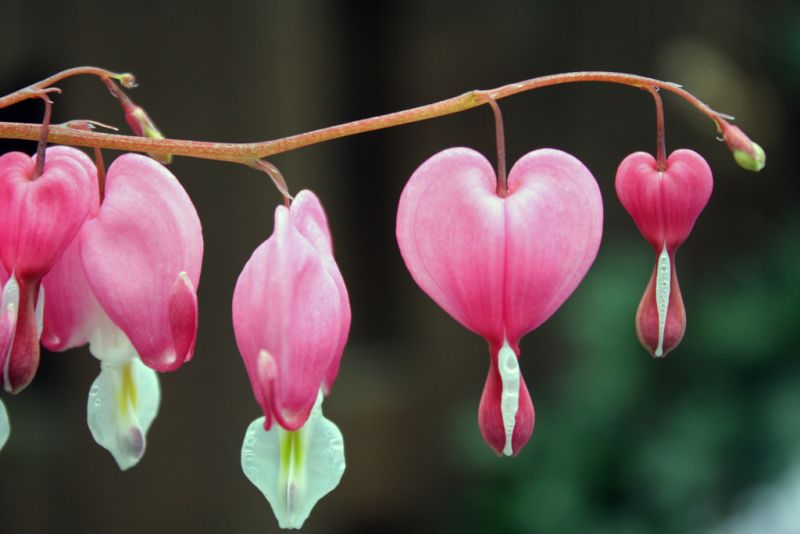 ดอกไม้กับหัวใจสีชมพู (Pink Bleeding heart)