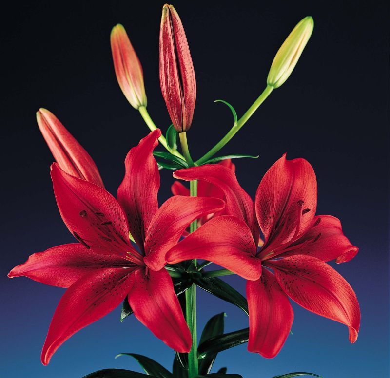 ***Asiatic Lily***