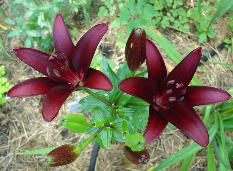 ***Asiatic Lily***