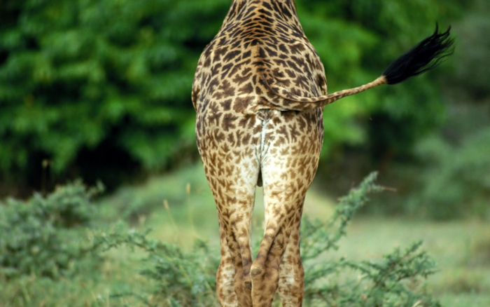Giraffe •°•.° ღ. 2