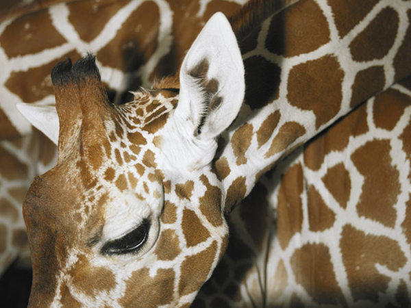 Giraffe •°•.° ღ. 2