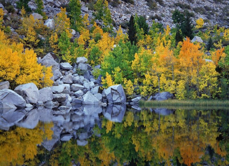 Autumn Color, Eastern Sierra, California