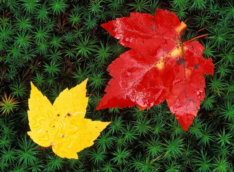 Autumn Leaves On Forest Floor, Vermont