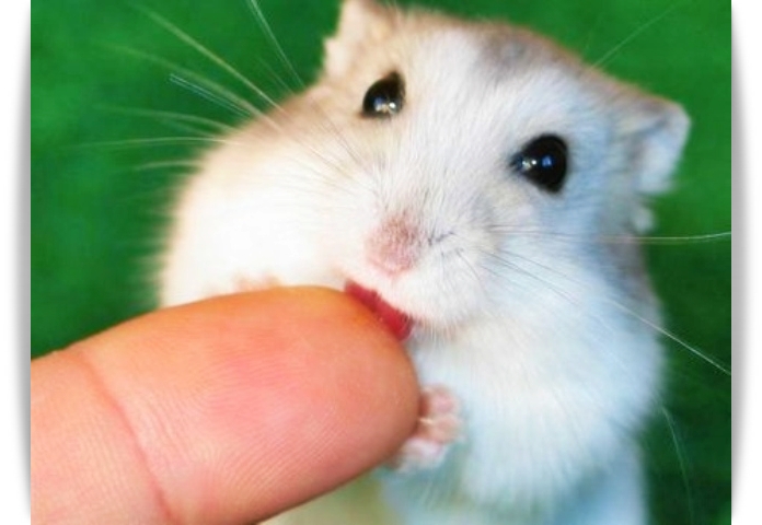 ♥ Cutie Hamster ♥ 