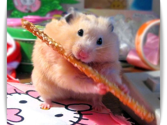 ♥ Cutie Hamster ♥ 