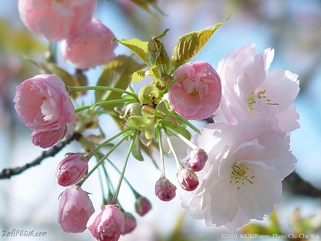 •°o.O Sakura Season in Japan O.o°•