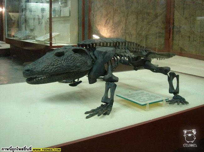 Paleontological Museum 