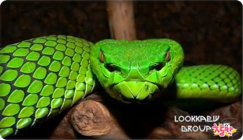 ♣ Uncommon Animals that You never see ♣ 