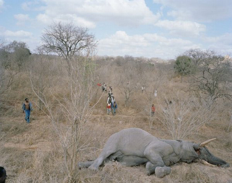 ♣ เมื่อช้างตาย ... ในแอฟริกา ♣