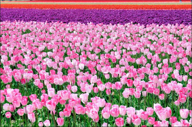 Beautiful Tulip Fields